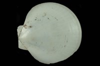 藏品(日月蛤)的圖片